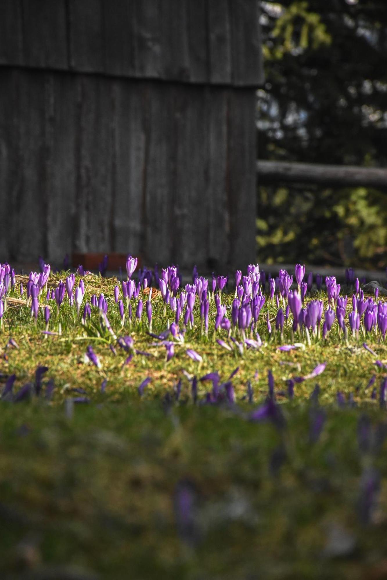 Velika Planina - Stane - Alps