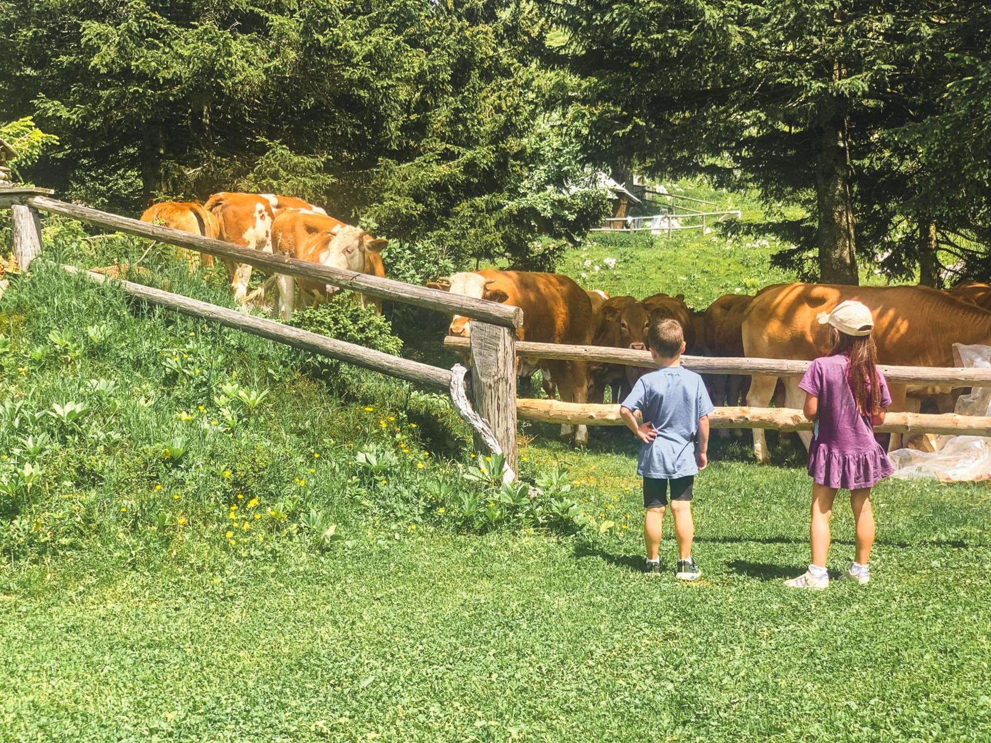 Chalet Velika Planina - Stane - Alps